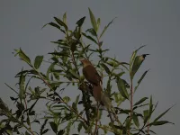Krekelzanger [Locustella fluviatilis]